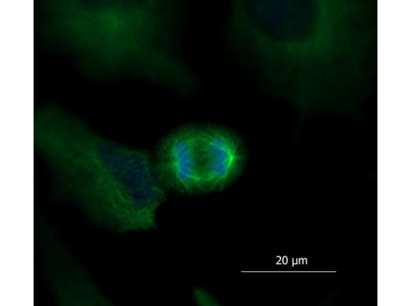Immunofluorescence of Goat Anti-Mouse IgG DyLight™ 488